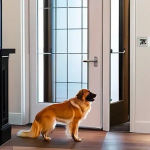 Двери в доме с собакой: какие покрытия не боятся царапин